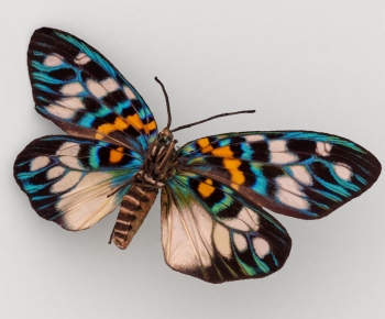 Modern Flying Animals-ID:309160956