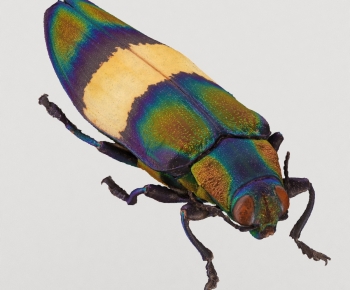 Modern Flying Animals-ID:605721004