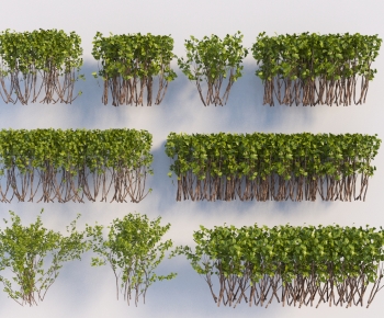 Modern Shrubbery-ID:592248923