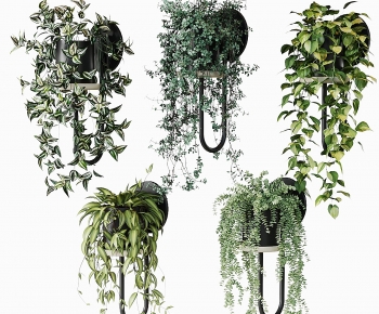 Modern Chlorophytum Comosum-ID:382579097