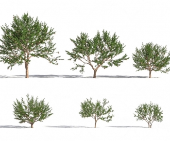 Modern Tree-ID:739461906