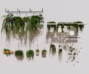 Modern Chlorophytum Comosum-ID:611367942