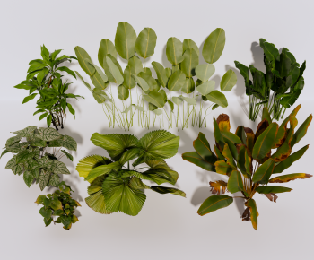 Modern Plant-ID:516895064