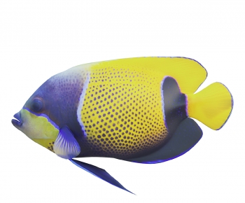 Modern Aquatic Animals-ID:878380069
