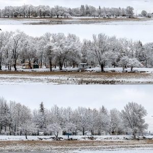 公园树木雪景-ID:260880058