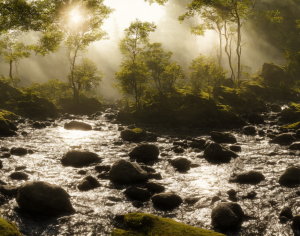 现代森林小河风景-ID:457144986