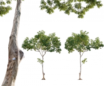 Modern Tree-ID:227632052