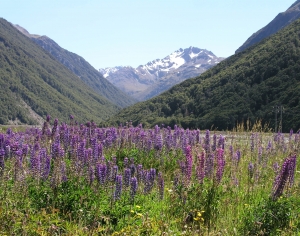 现代薰衣草雪山风景-ID:934178862