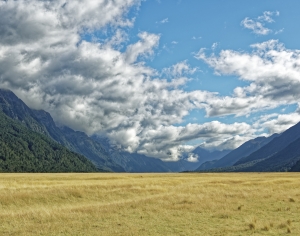 现代金黄草地森林风景-ID:314945947