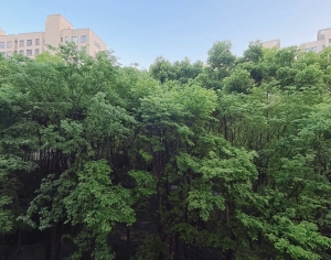 现代小区树木外景-ID:464596991