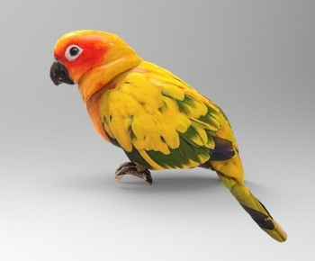 Modern Flying Animals-ID:728550089