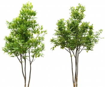 Modern Tree-ID:339762939