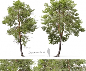 Modern Tree-ID:284099685