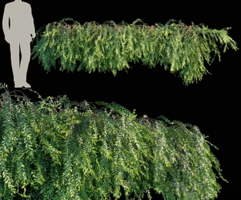 现代越南叶花匍匐植物-ID:123725892