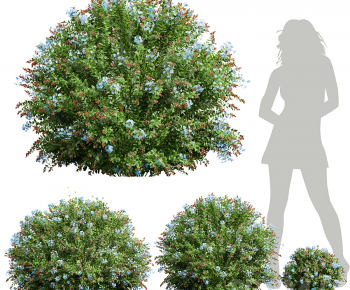 Modern Shrubbery-ID:151312115