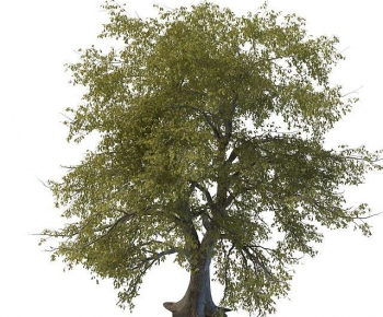 Modern Tree-ID:879573119