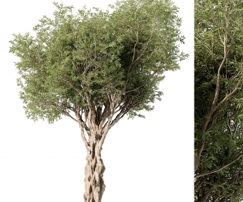 Modern Tree-ID:585372929