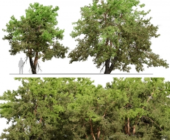 Modern Tree-ID:167597063