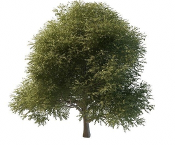 Modern Tree-ID:819044119