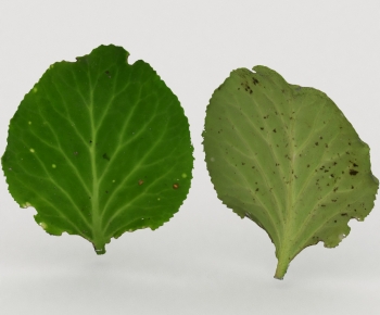 Modern Vegetables-ID:219063048