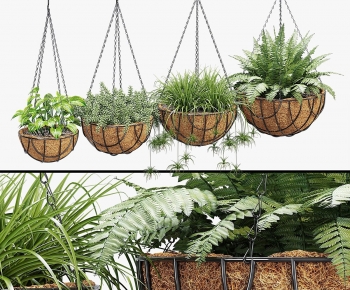 Modern Chlorophytum Comosum-ID:494570763