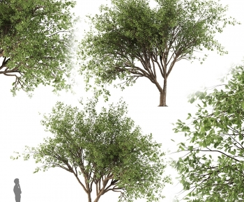 Modern Tree-ID:687397001