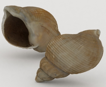 Modern Aquatic Animals-ID:293236028