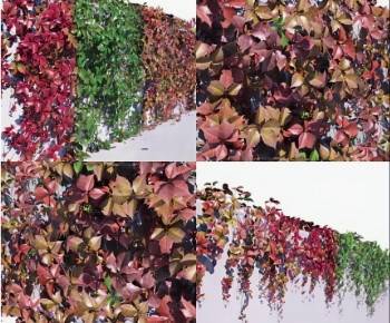 Modern Vine-ID:916693937