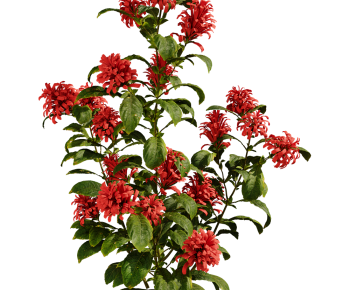 Modern Flowers And Grass-ID:524339714