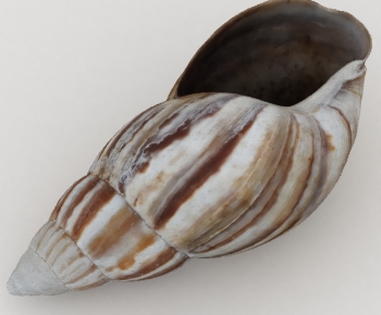 Modern Aquatic Animals-ID:924360041