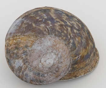 Modern Aquatic Animals-ID:191493034