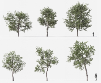 Modern Tree-ID:552133087