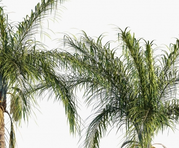 Modern Tree-ID:799158103