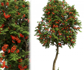 Modern Tree-ID:250782011