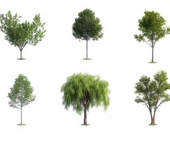 Modern Tree-ID:311544905