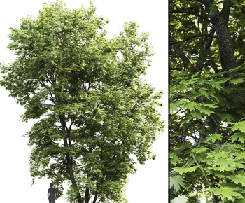 Modern Tree-ID:712933065