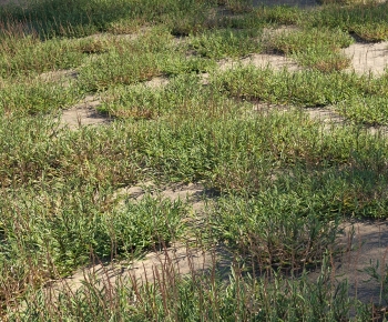 Modern The Grass-ID:821845055