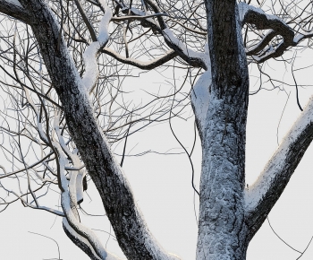 Modern Tree-ID:617454052