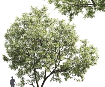 Modern Tree-ID:105050097