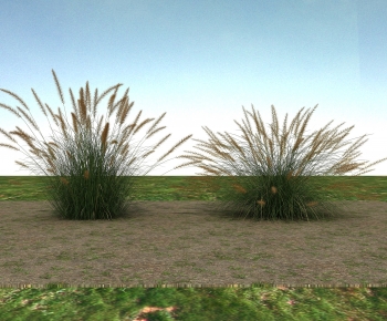 Modern The Grass-ID:439014917