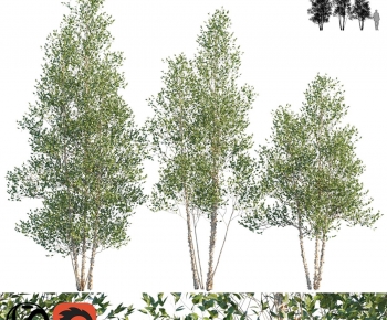 Modern Tree-ID:273703105