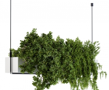 Modern Chlorophytum Comosum-ID:887618069