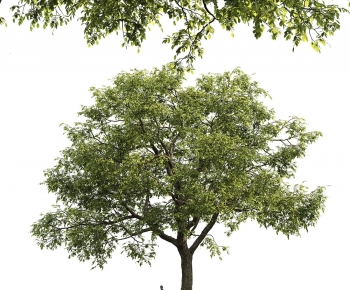 Modern Tree-ID:418416984