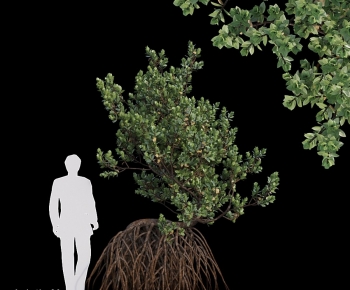 Modern Shrubbery-ID:375075103