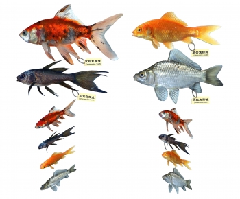 Modern Aquatic Animals-ID:743464952