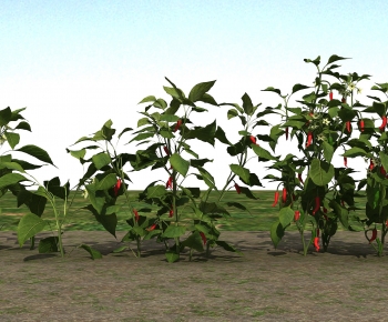 Modern Crop-ID:772814045