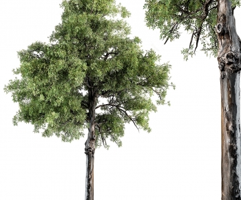 Modern Tree-ID:528515105