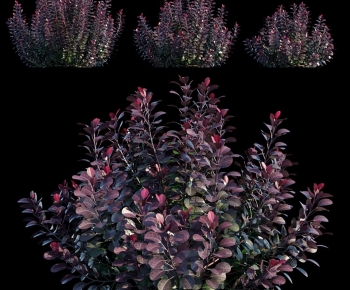 Modern Shrubbery-ID:834100017