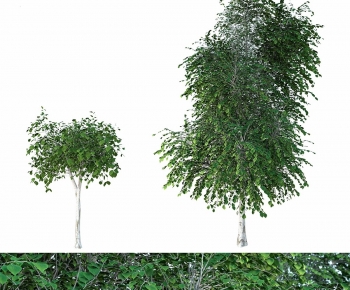 Modern Tree-ID:724120166