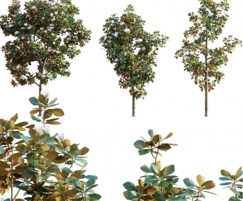 Modern Tree-ID:326199059